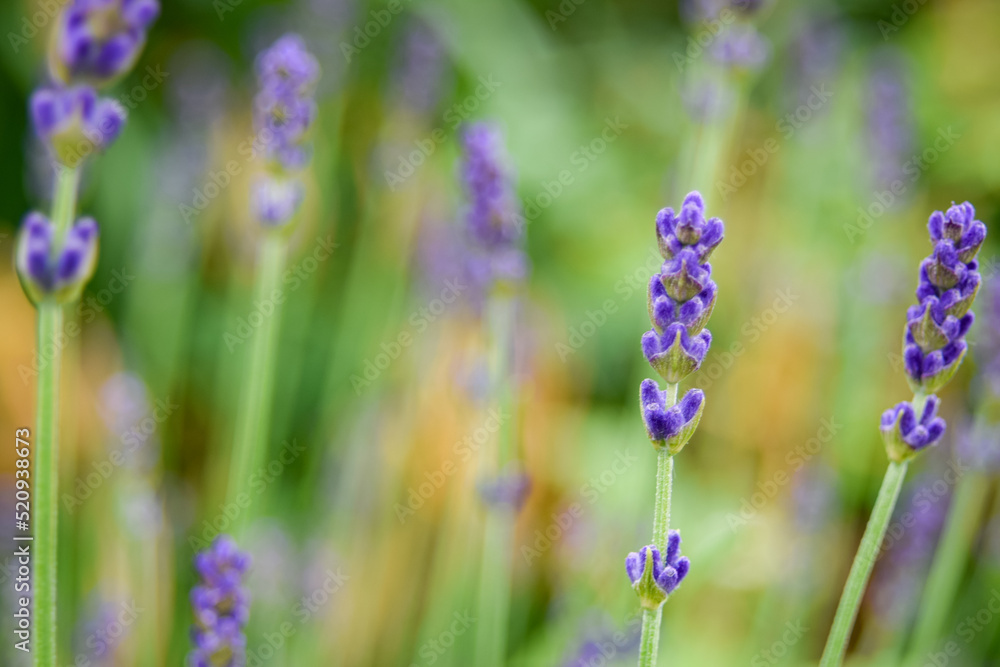 Fototapeta premium lavender flowers in the field