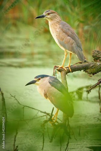 Two Night Heron standing in a pond on a branch