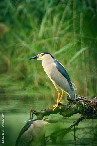 Night Heron by the green pond on the branch