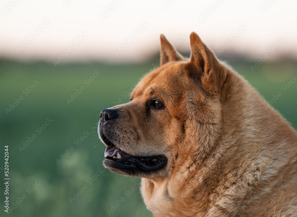 Beautiful closeup portrait of a red coated chow chow looking to the left. Blurred green field and evening sky at the background.