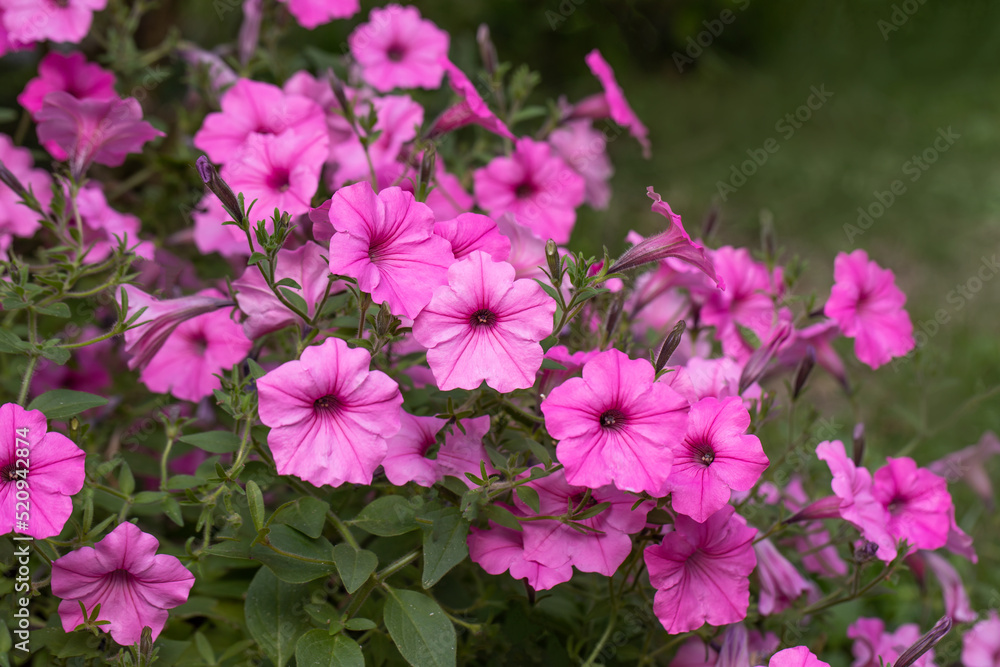 pink supertunia, petunia in the summer garden