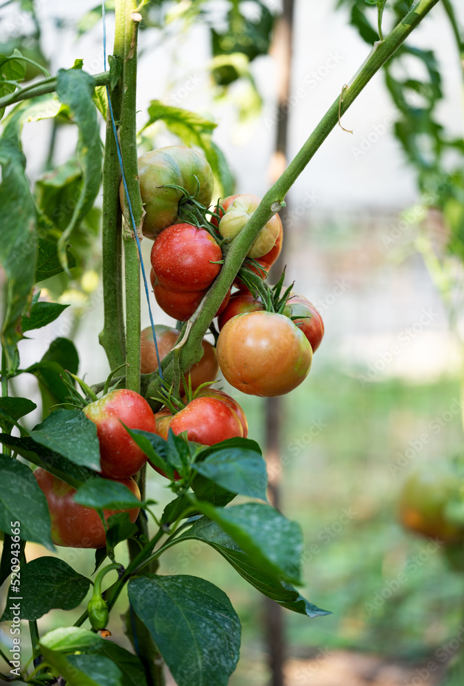 tomatoes growing in the garden tomatoes growing in the garden