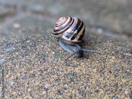 Small snail on the gray stone