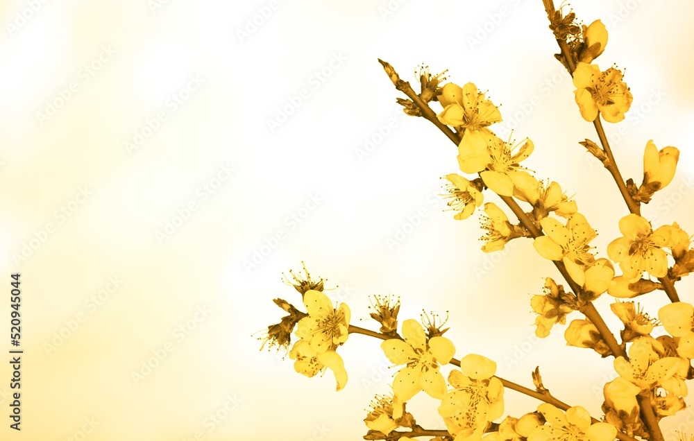 Obraz premium 8 March or Easter greeting card with yellow branch of flower