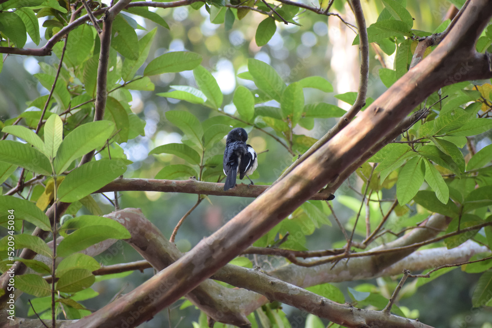 Obraz premium Oriental Magpie Robin