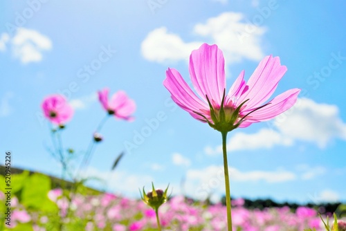 青空を背景に光に透ける花畑のピンクのコスモス