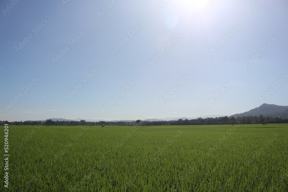 green rice field scenery with cloudy sky