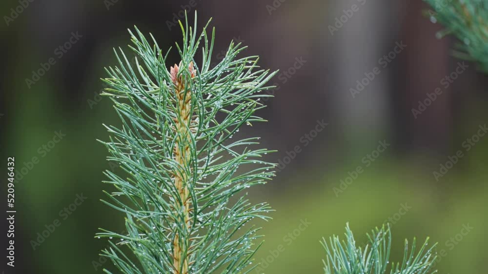 A close-up shot of the young pine tree top strewn with tiny raindrops. Slow-motion, orbit. A close-up shot of the young pine tree top strewn with tiny raindrops. Slow-motion, orbit.