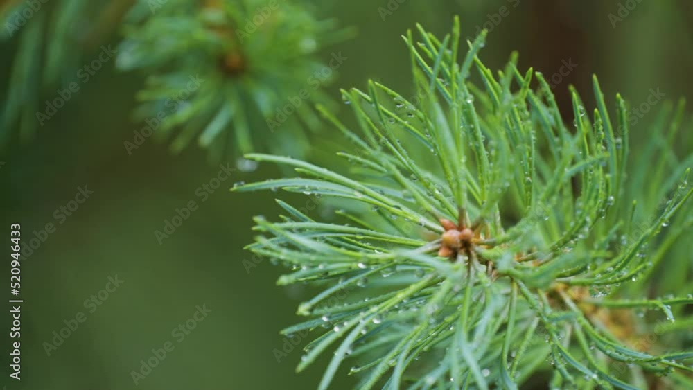 A close-up shot of the pine tree branch strewn with raindrops. Slow-motion, orbit. A close-up shot of the pine tree branch strewn with raindrops. Slow-motion, orbit.