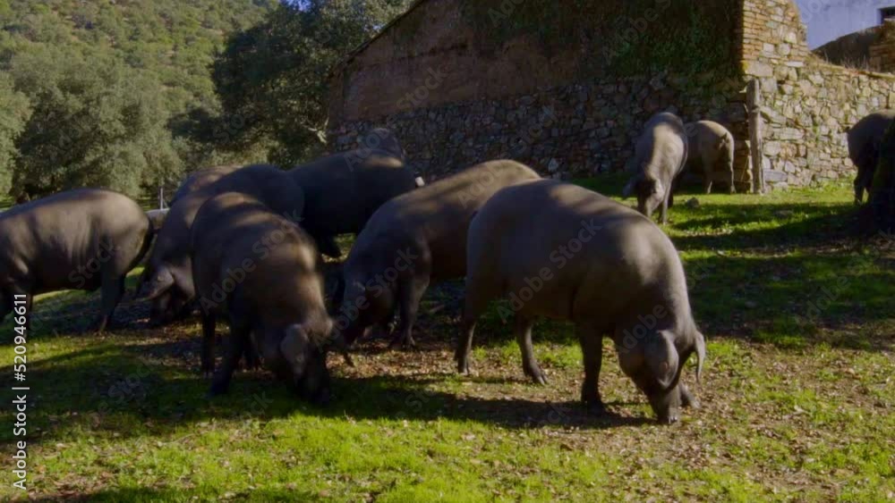 static shoot of piglets family while grazing eating next under a tree in the green meadow of the green Sierra de Aracena with its cork oaks from which acorns fall which the pigs eat on a sunny day static shoot of piglets family while grazing eating next under a tree in the green meadow of the green Sierra de Aracena with its cork oaks from which acorns fall which the pigs eat on a sunny day