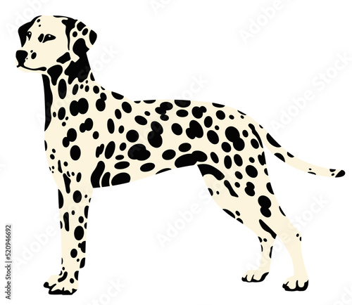 standing  dalmatian dog vector illustration