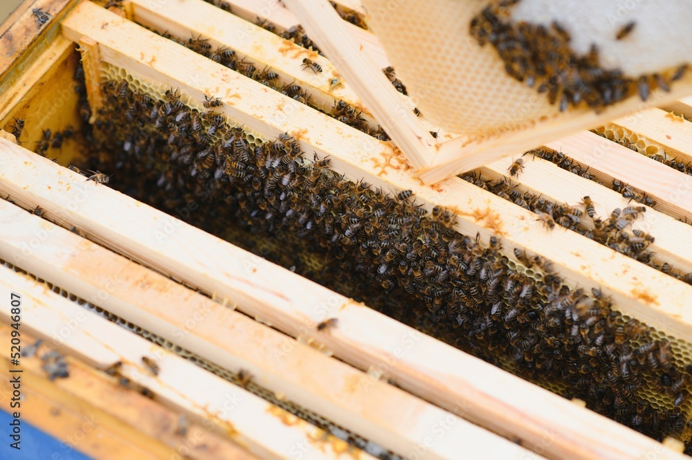 Bees on the honeycomb. Honey cell with bees. Apiculture. Apiary. Wooden beehive and bees. beehive with honey bees, frames of the hive, top view. Soft focus Bees on the honeycomb. Honey cell with bees. Apiculture. Apiary. Wooden beehive and bees. beehive with honey bees, frames of the hive, top view. Soft focus