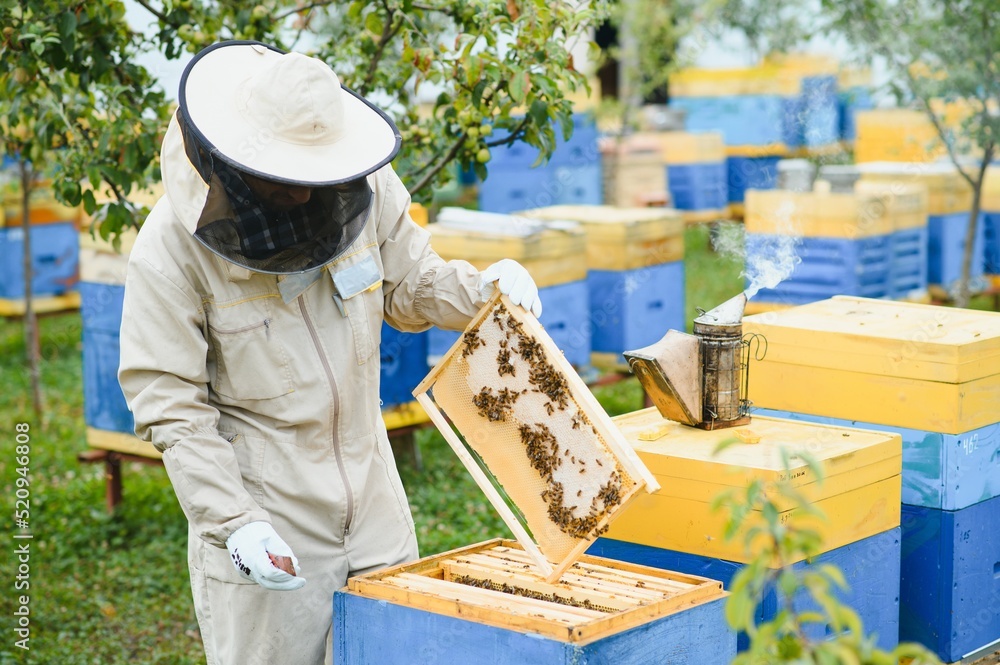 Beekeeping, beekeeper at work, bees in flight. Beekeeping, beekeeper at work, bees in flight.