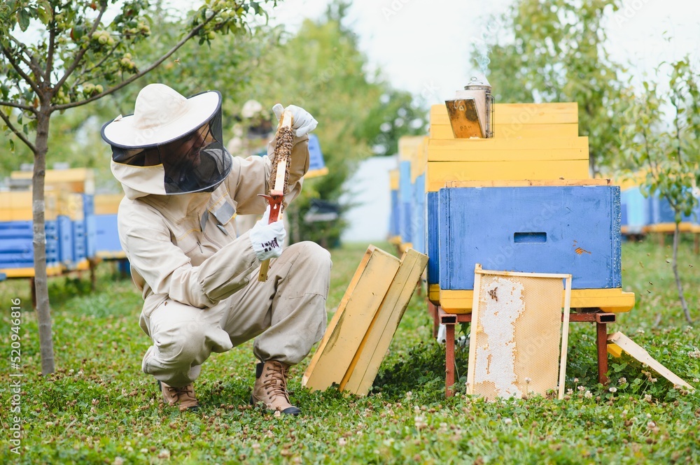 Beekeeper is working with bees and beehives on the apiary. Beekeeping concept Beekeeper is working with bees and beehives on the apiary. Beekeeping concept