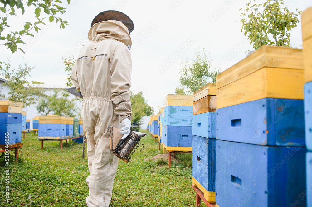 Beekeeper is working with bees and beehives on apiary. Bees on honeycomb. Frames of bee hive. Beekeeping. Honey. Healthy food. Natural products. Beekeeper is working with bees and beehives on apiary. Bees on honeycomb. Frames of bee hive. Beekeeping. Honey. Healthy food. Natural products.