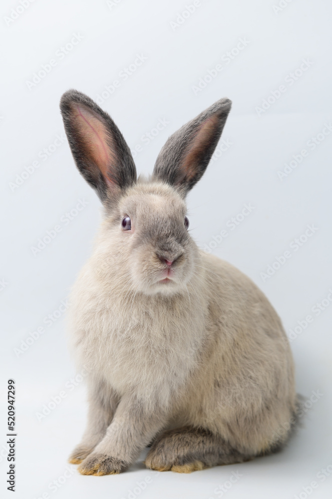 Obraz premium A cute rabbit sitting against white background 