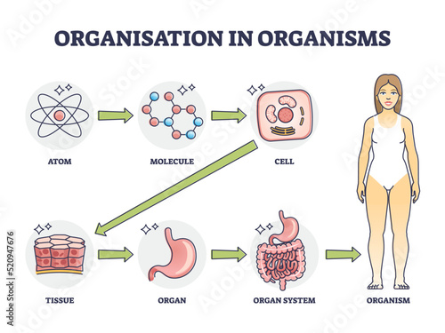 Organisation in organisms with hierarchical level structure outline diagram. Labeled educational scheme with atom, molecule, cell and tissue microscopic example and organ systems vector illustration.