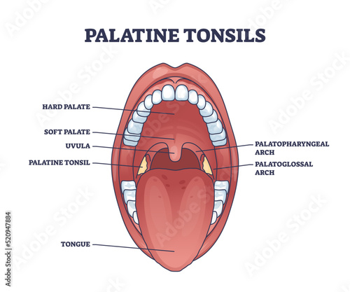 Palatine tonsils organ location behind throat and tongue with mouth structure outline diagram. Labeled educational scheme with medical oral cavity detailed anatomy description vector illustration. photo