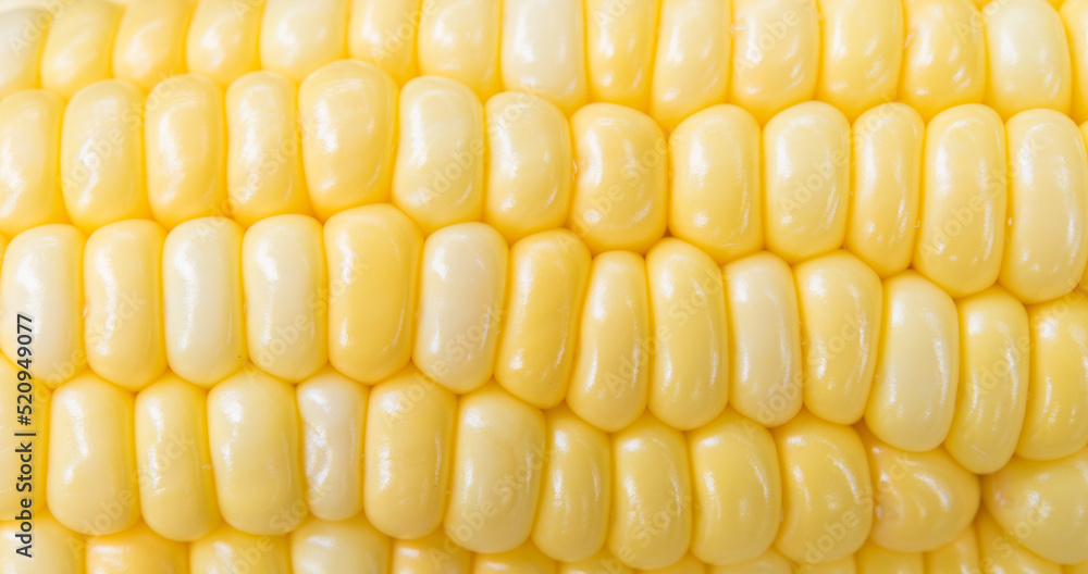 Macro yellow sweet corn background Macro yellow sweet corn background