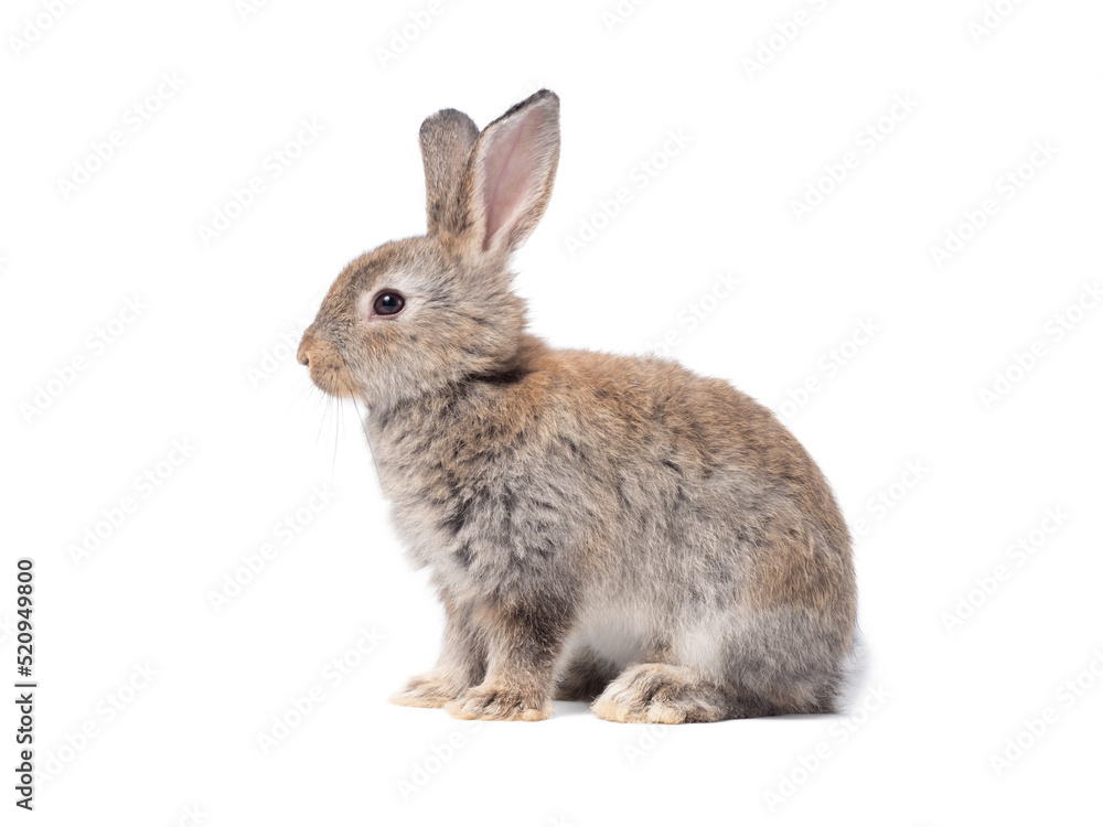 Fototapeta premium Adorable gray rabbit sitting on white background.