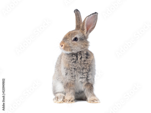 Adorable gray rabbit sitting  on white background.