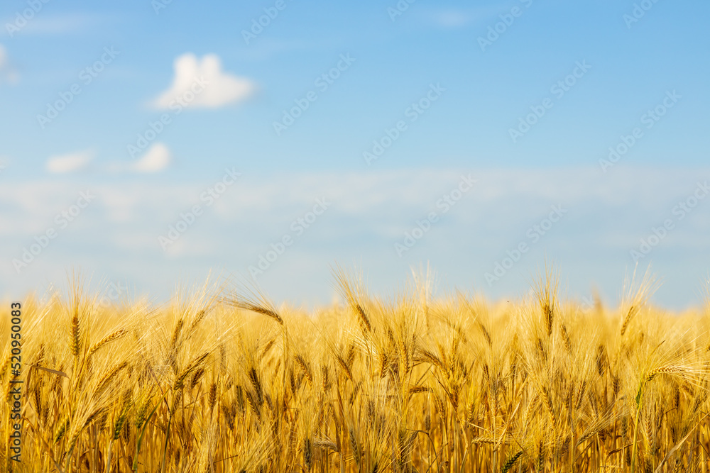 Yellow agriculture field with ripe wheat and blue sky Yellow agriculture field with ripe wheat and blue sky