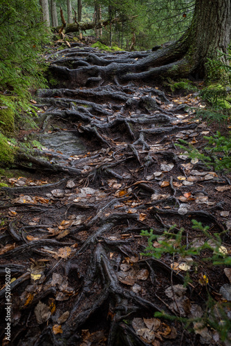 A brambly trail of gnarled tree roots in a lush forest in Vermont