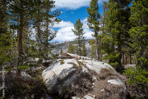 A marmot dashes across a rock in Sequioa National Park, California in the summertime
