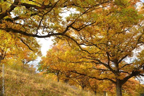 Autumn trees in the Transylvanian forest