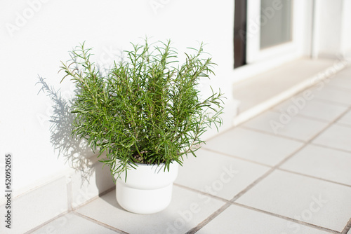 Fototapeta Naklejka Na Ścianę i Meble -  Rosemary green plant at terrace at home. Green fragrant aromatic houseplant for spice. Growing food in apartment. Sustainability and eco concept.