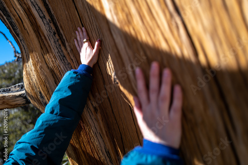 hands gently feeling and touching bark on an old tree trunk