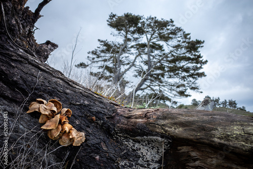Close up of log with wild mushroom and dramatic tree in background