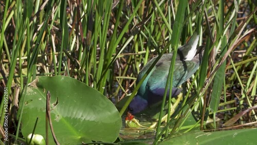 Purple Gallinule wading in a marsh eating seeds from a plant and drinking water in the marsh at Loxahatchee NWA in Florida photo