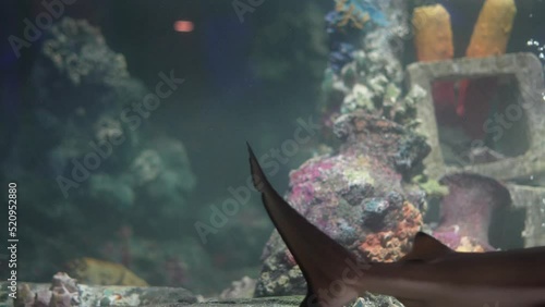 Footage Underwater video of sharks swimming in groups