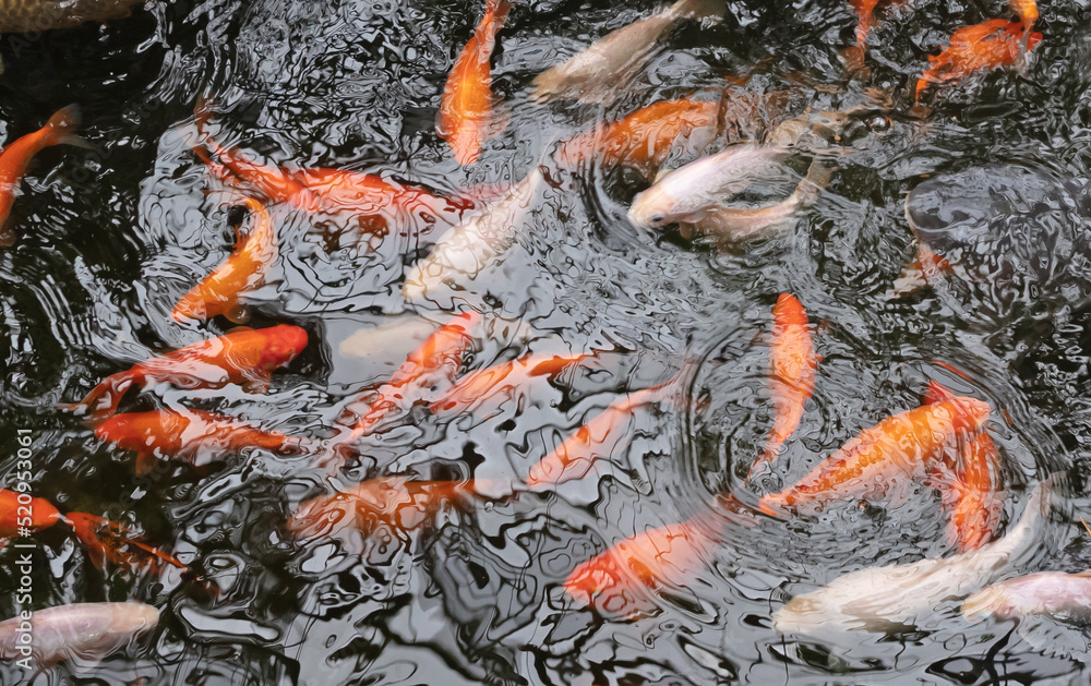 Koi Karp in a pond, busy during feeding time Koi Karp in a pond, busy during feeding time