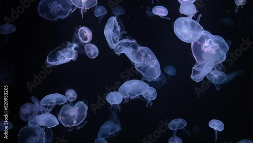 Video footage,Many jellyfish Many colors swim together.