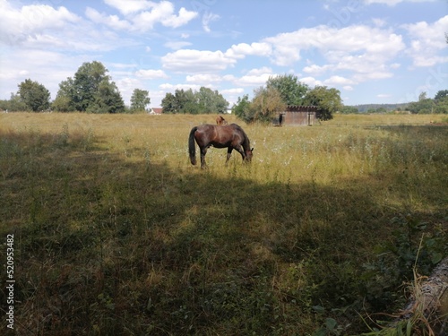 horse in the field © Michael
