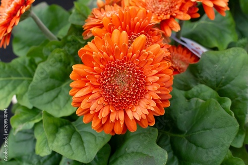 Beautiful calendula flower