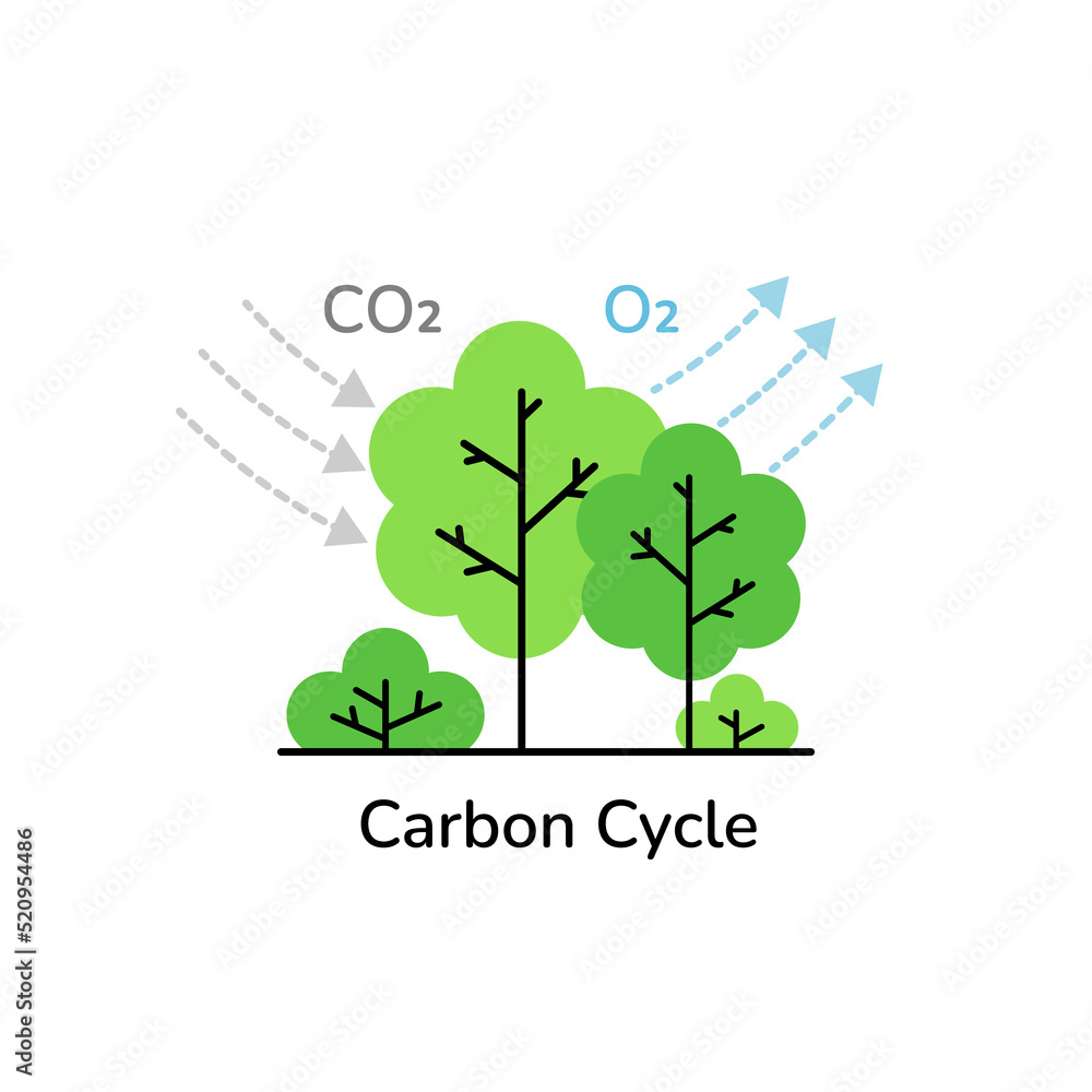 Photosynthesis carbon cycle. Tree absorbs co2 gas and produces oxygen