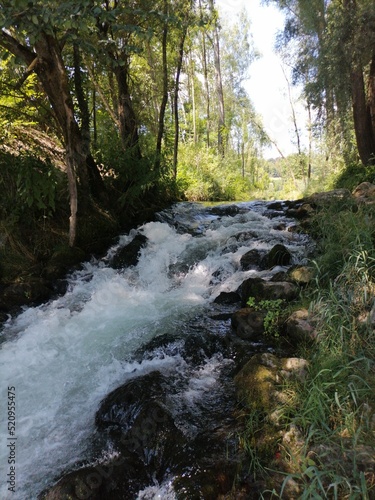 river in the forest