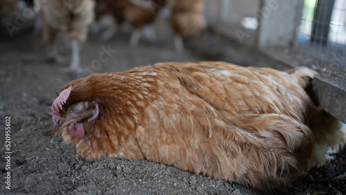 Infectious Coryza in laying CHICKEN, layer brown hen.Illness chicken sick with bird flu.