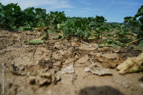 climate change lead to dryness and drought at high temperatures 