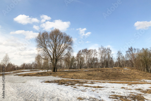 Large tree on hill with melting snow and dry grass on thawed areas , nature landscape in early spring
