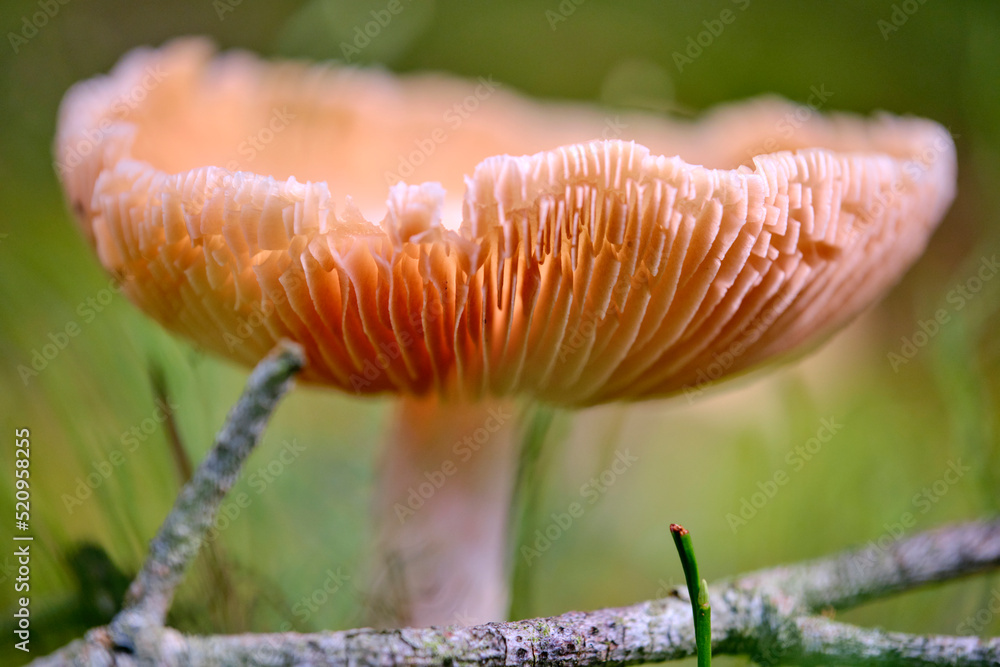 grzyb w lesie, grzyb z bliska,
mushroom in the forest, mushroom close up, sezon na grzyby - obrazy, fototapety, plakaty 