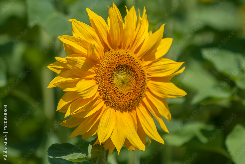 Sonnenblume (Helianthus annuus) Sonnenblume (Helianthus annuus)