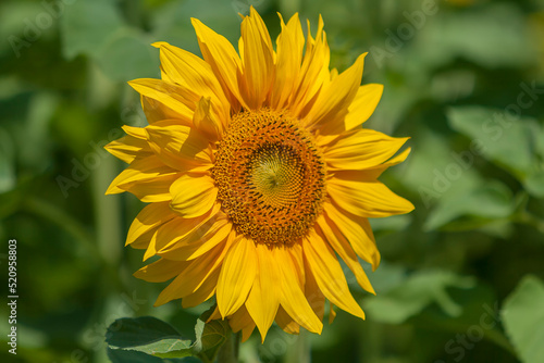 Sonnenblume (Helianthus annuus)