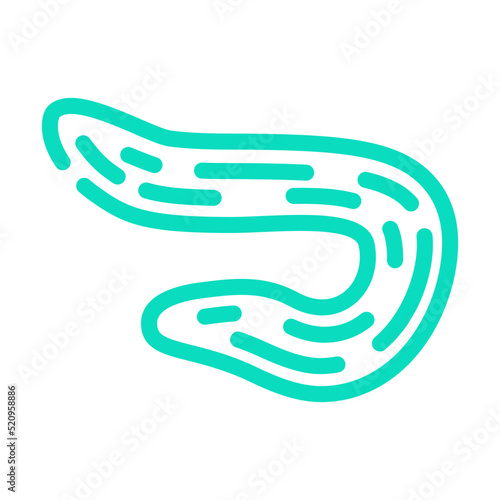 armenian cucumber color icon vector. armenian cucumber sign. isolated symbol illustration