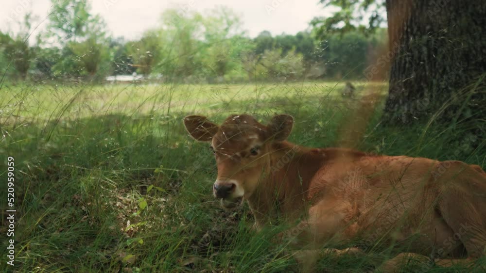 Hungry brown cow enjoying the food sitting amidst green farm outdoors. Hungry brown cow enjoying the food sitting amidst green farm outdoors.
