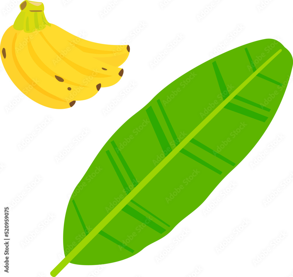 バナナの房とバナナの葉 バナナの房とバナナの葉