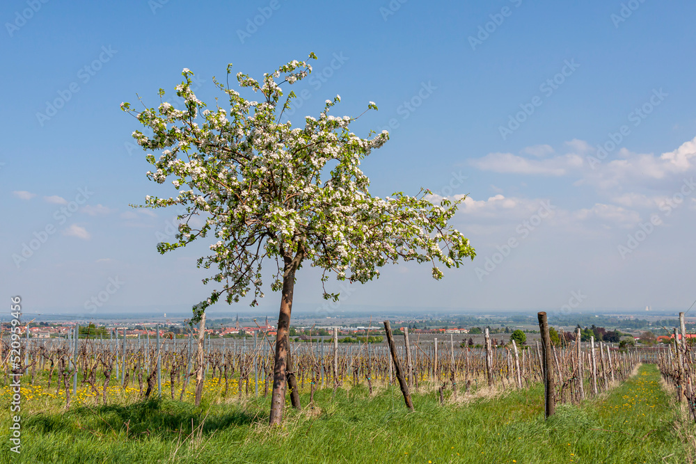 Blick über die Weinberge in die Rheinebene